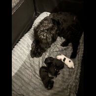 Cockapoo - Both