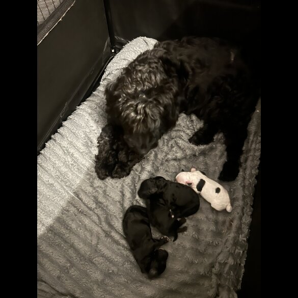 Cockapoo - Both