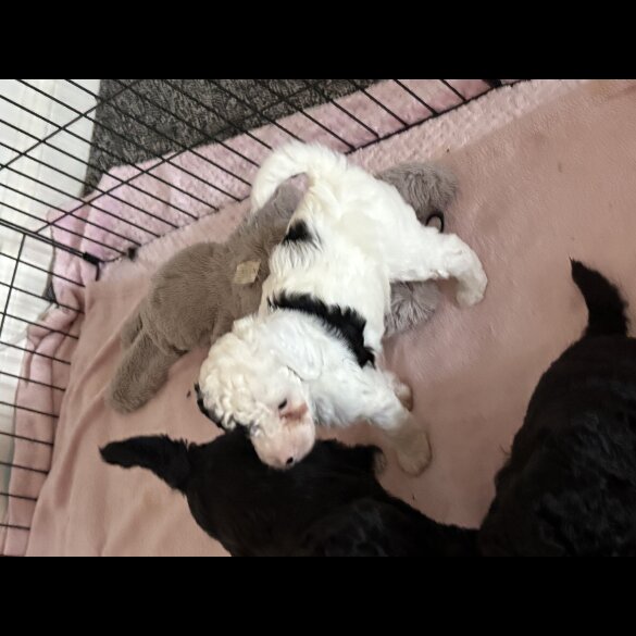 Cockapoo - Both
