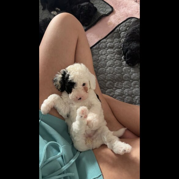 Cockapoo - Both