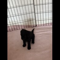 Cockapoo - Both