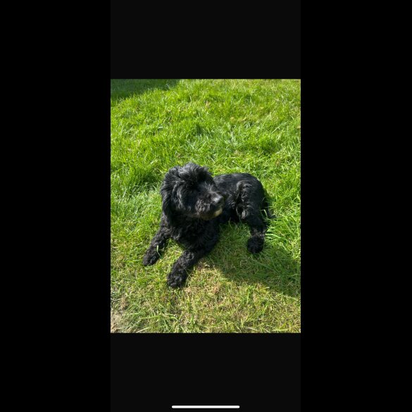 Cockapoo - Both