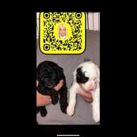 Cockapoo - Both