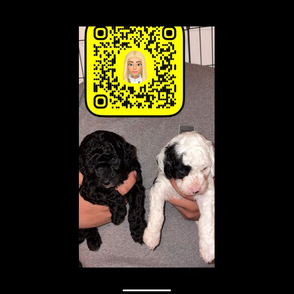 Cockapoo - Both
