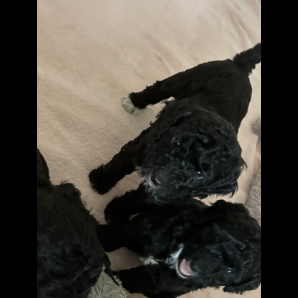 Cockapoo - Both
