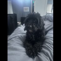 Cockapoo - Both