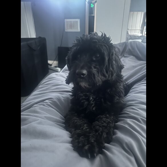Cockapoo - Both