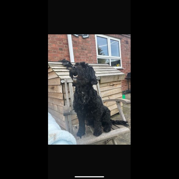 Cockapoo - Both