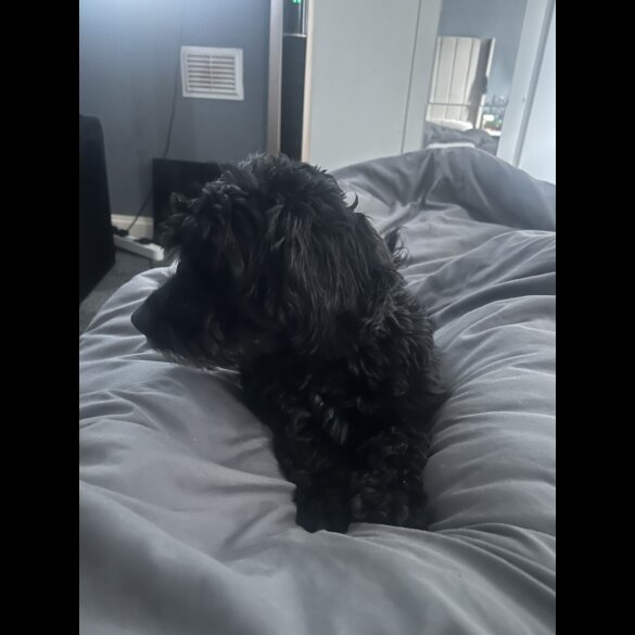Cockapoo - Both