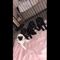 Cockapoo - Both