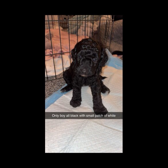 Cockapoo - Both