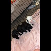 Cockapoo - Both