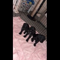 Cockapoo - Both
