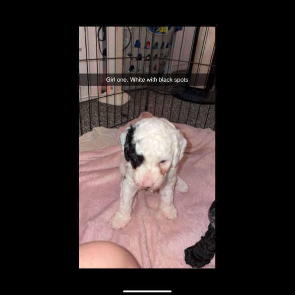 Cockapoo - Both