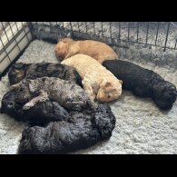 Cockapoo - Bitches