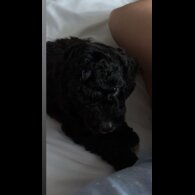 Cockapoo - Both