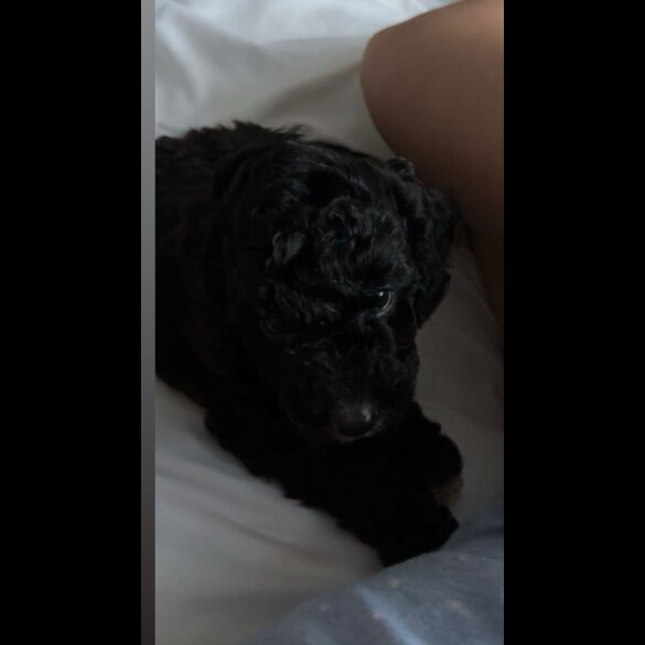 Cockapoo - Both