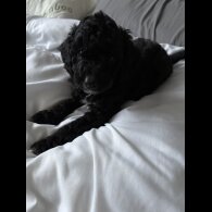 Cockapoo - Both