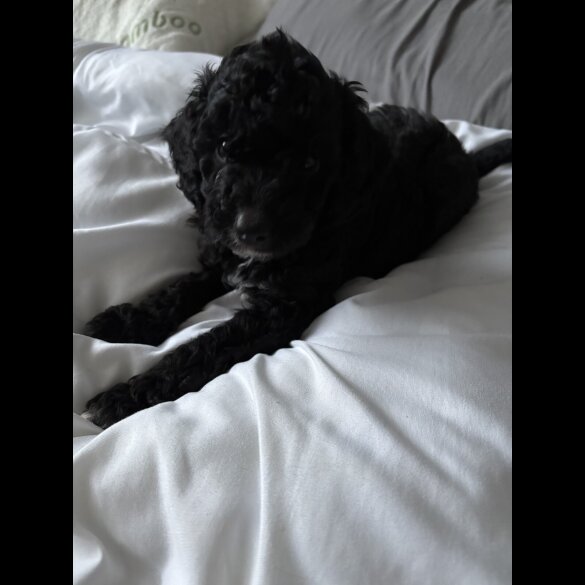 Cockapoo - Both