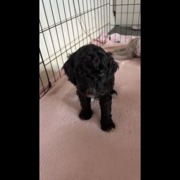 Cockapoo - Both