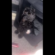 Cockapoo - Both