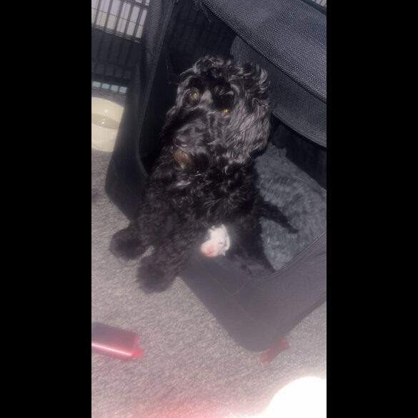 Cockapoo - Both