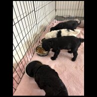 Cockapoo - Both