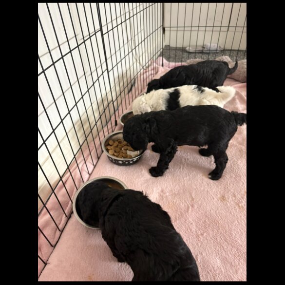 Cockapoo - Both