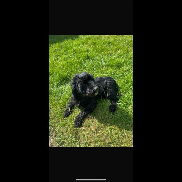 Cockapoo - Both