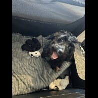 Cockapoo - Both