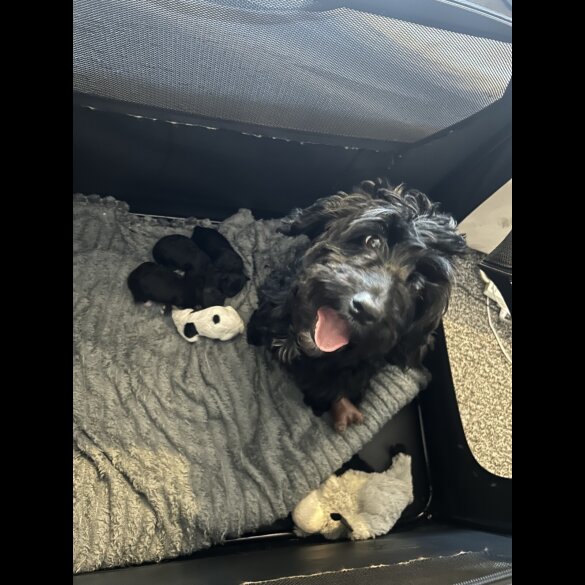 Cockapoo - Both