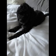 Cockapoo - Both