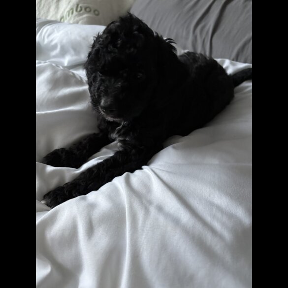 Cockapoo - Both