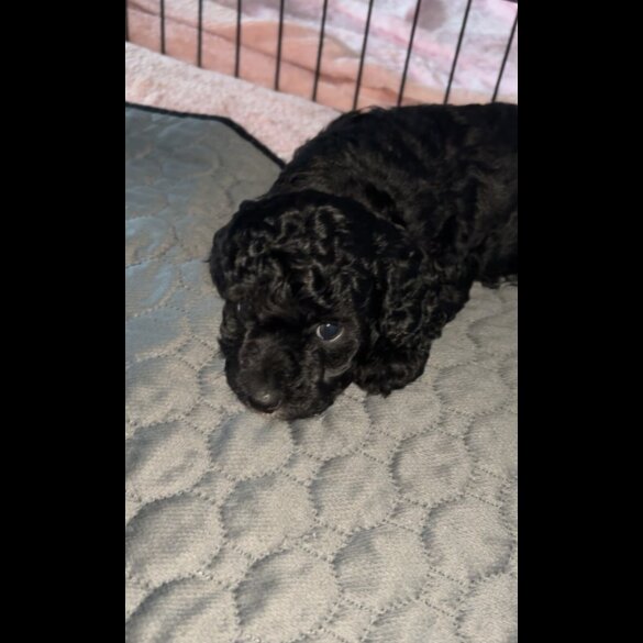 Cockapoo - Both