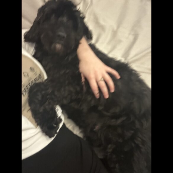 Cockapoo - Both