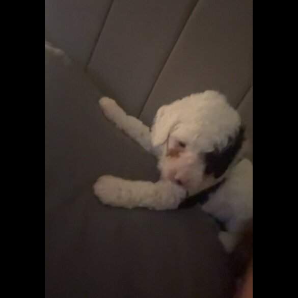 Cockapoo - Both