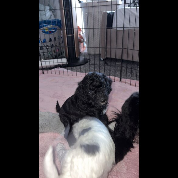 Cockapoo - Both