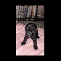 Cockapoo - Both