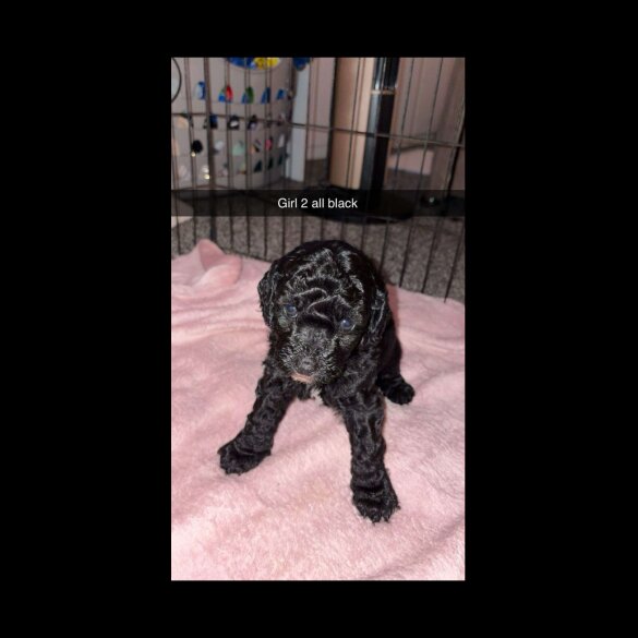 Cockapoo - Both