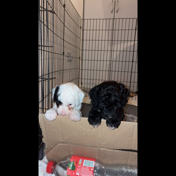 Cockapoo - Both