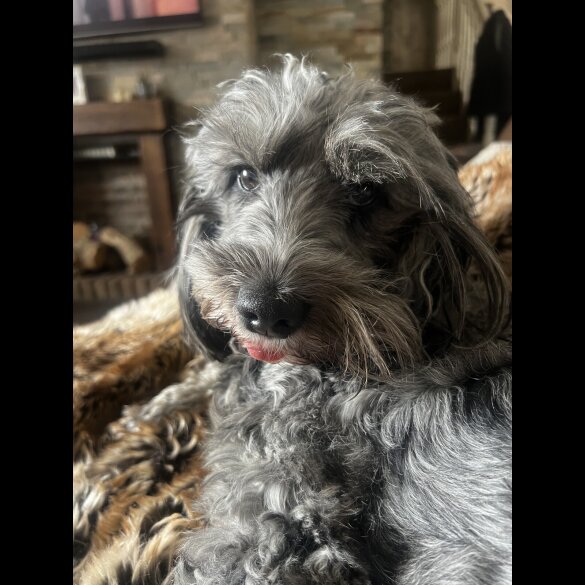 Cockapoo - Bitches
