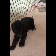 Cockapoo - Both