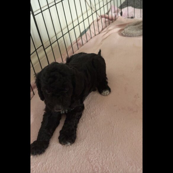 Cockapoo - Both