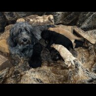 Cockapoo - Bitches