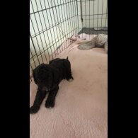 Cockapoo - Both