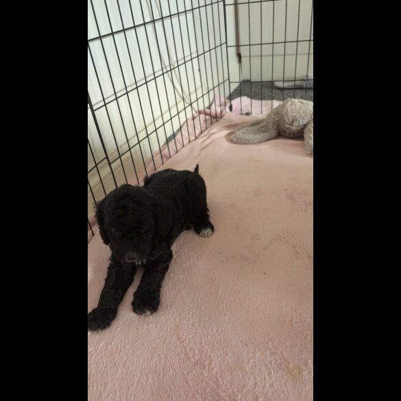 Cockapoo - Both