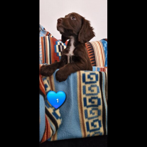 Cocker Spaniel (Working &amp; Show) - Both