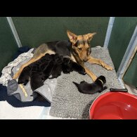 Mixed Breed - Both