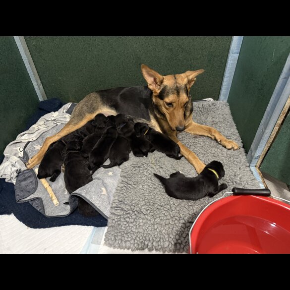Mixed Breed - Both