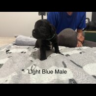 Mixed Breed - Both